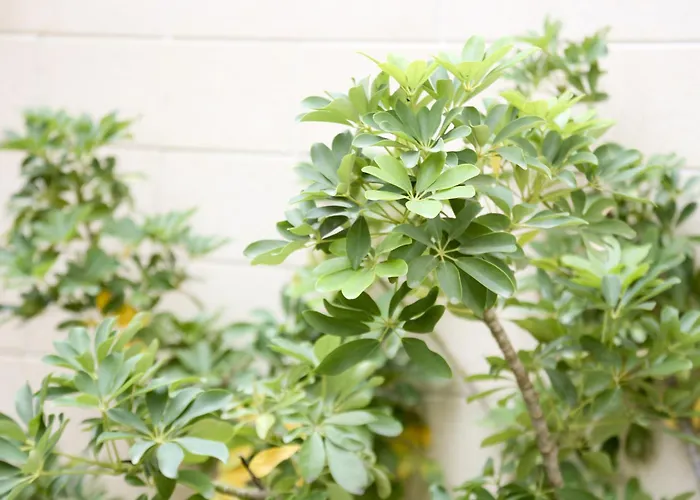 Corte La Volta A Due Piani Тулье